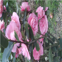 广东茶花a广东茶花树 