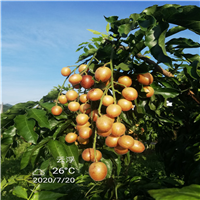 郁南黄皮果苗 