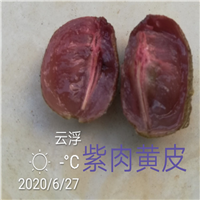 广州紫肉黄皮