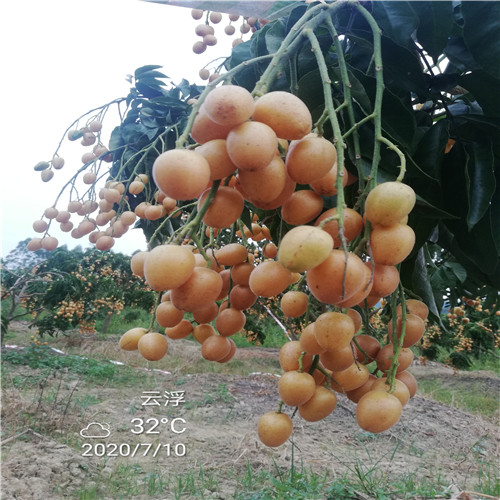 无核黄皮果苗场 