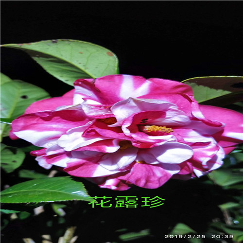 广东茶花苗a广东茶花杯苗 