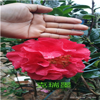 广东茶花杯苗价格 