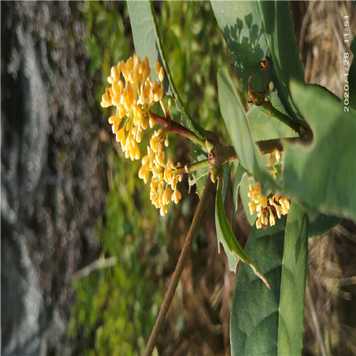广东山茶花 