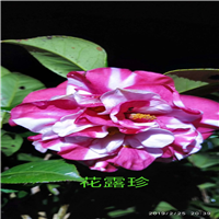 广东茶花苗a广东茶花杯苗 