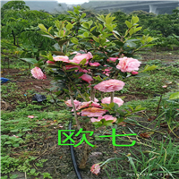 郁南山茶花 