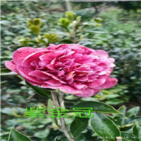 茶花营养杯苗 