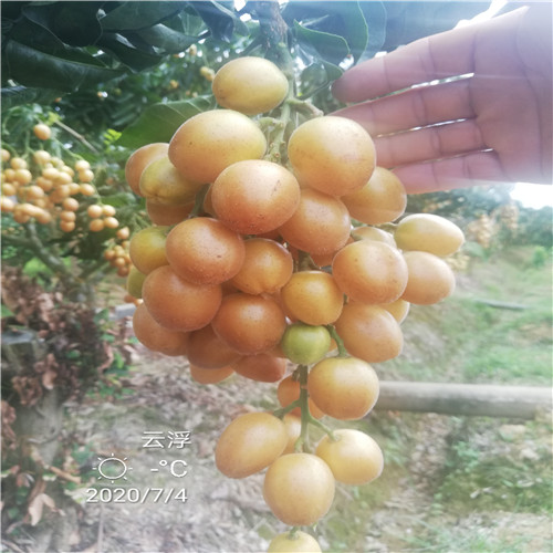 中国无核黄皮之乡 