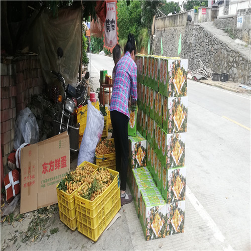 黄皮采摘