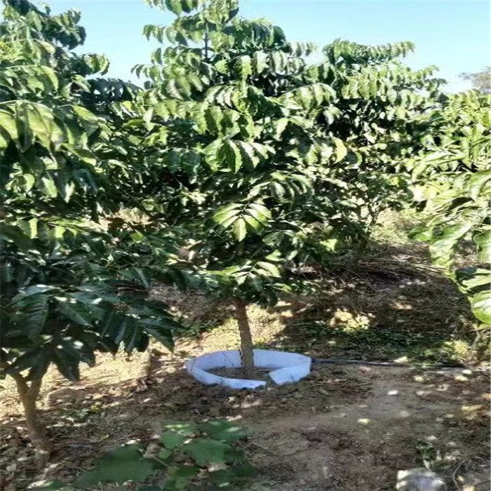 广东紫肉黄皮价格