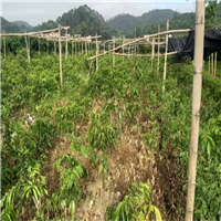 无核黄皮营养袋苗 