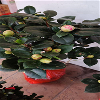 广东茶花苗 