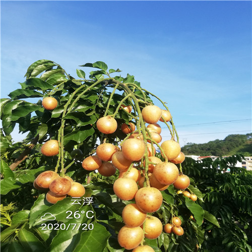 无核黄皮a丰收 
