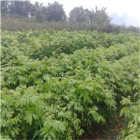 无核黄皮果苗 