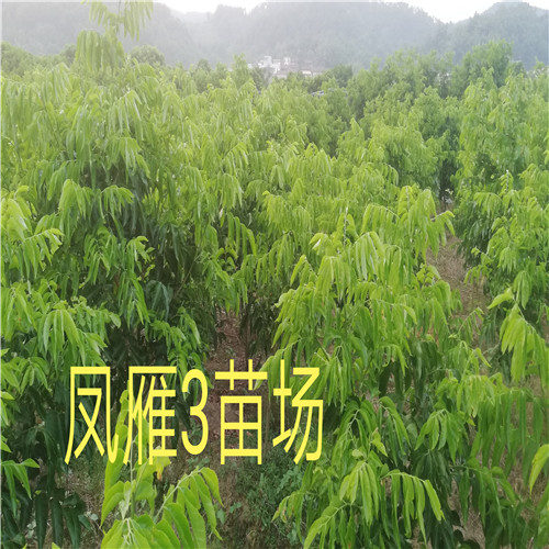 东莞黄皮苗