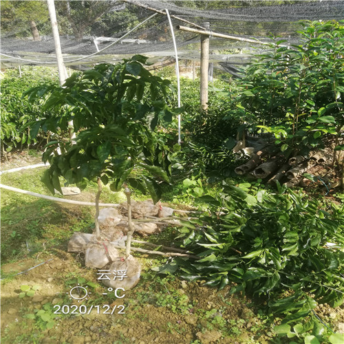 云浮黄皮果苗场
