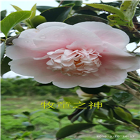 广东茶花杯苗批发 