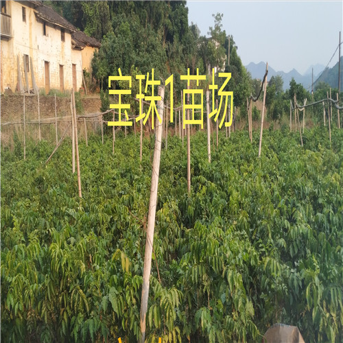 惠州黄皮苗