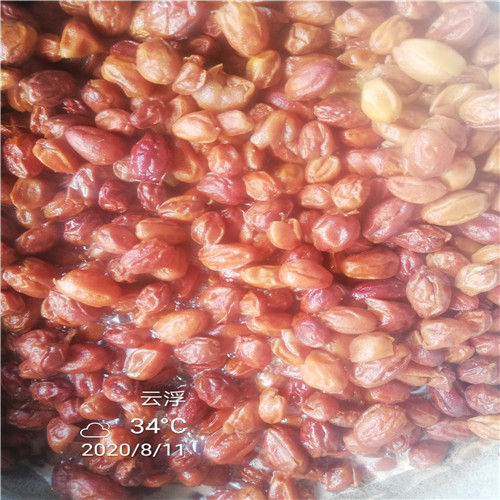 广东黄皮干