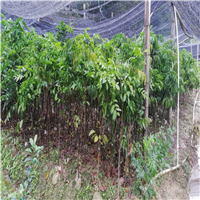 深圳黄皮果苗场