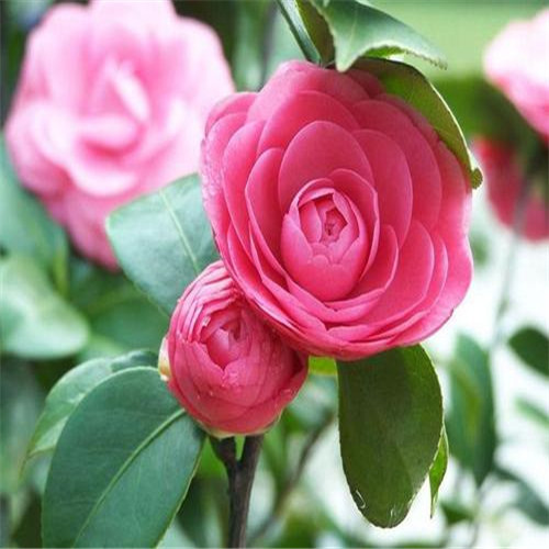 广东茶花价格 