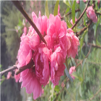 广东茶花a山茶花 
