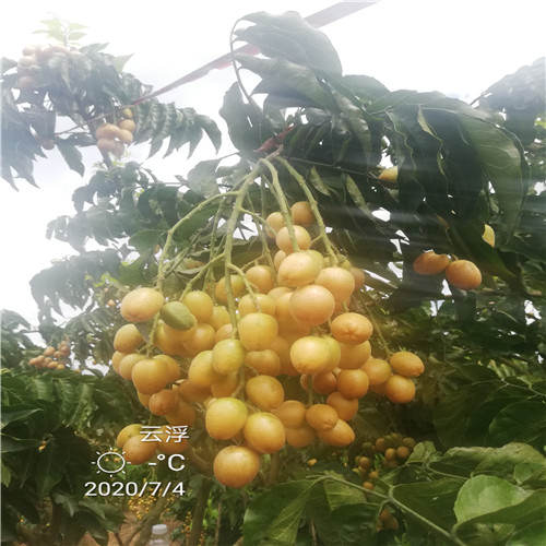 阳春无核黄皮
