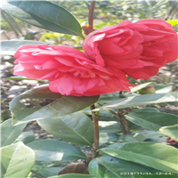 广东出售山茶花 