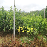 广东黄皮苗