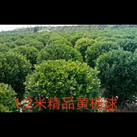 1.2精品黄杨球 