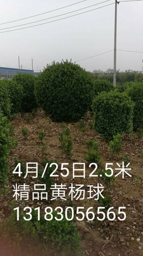 河南大叶黄杨价格 