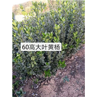 60公分大叶黄杨球价格,80公分大叶黄杨球价格报价 
