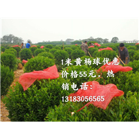 1米黄杨球 