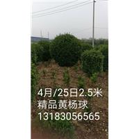 河南大叶黄杨价格 