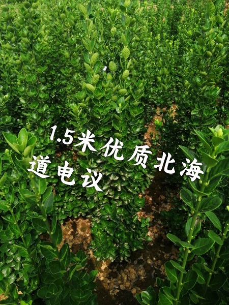 1米5北海道黄杨 