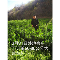 60-80公分大叶黄杨 