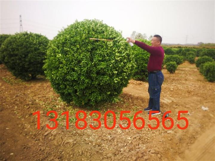 大叶黄杨球打号中 