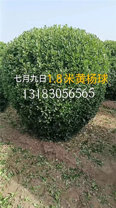 1米8黄杨球