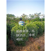 80公分黄杨球 