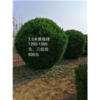 2米5黄杨球价格又有新优惠啦 