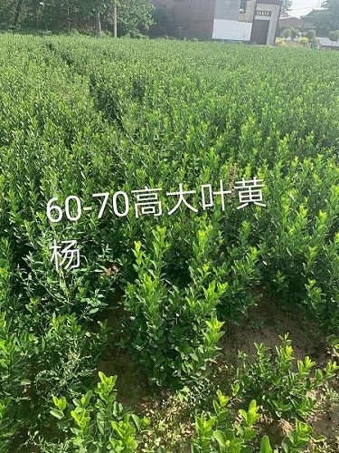 70大叶黄杨 