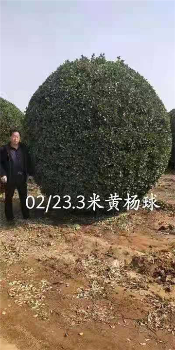 2米5黄杨球 
