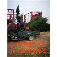2.5米蜀桧 