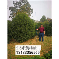 2.5米黄杨球装车中 