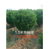 1.5米黄杨球选货中 