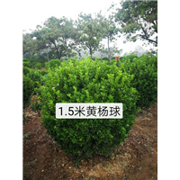 1.5米黄杨球 