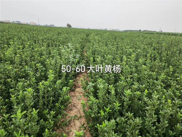 河南50公分60公分大叶黄杨