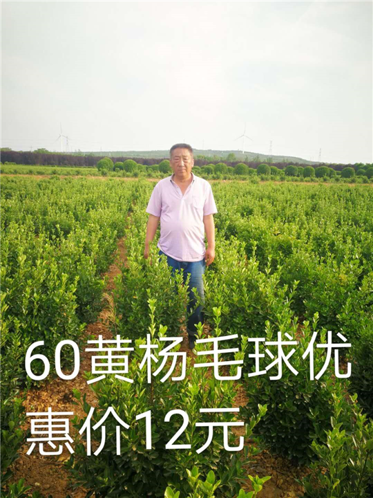 冠幅60黄杨球又有新优惠啦 