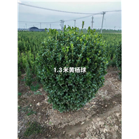 精品黄杨球