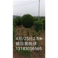 2.5米精品黄杨球 