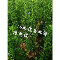 1米5北海道黄杨 